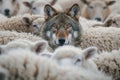 A hungry wolf hides among a flock of sheep. Generative AI Royalty Free Stock Photo