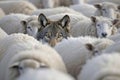 A hungry wolf hides among a flock of sheep. Generative AI Royalty Free Stock Photo