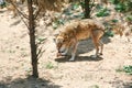 Hungry wolf prey. Royalty Free Stock Photo