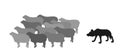 Hungry wolf sneaks up, approach behind back flock of sheep vector silhouette illustration isolated on white background.