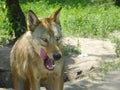 Hungry wolf wants to eat Royalty Free Stock Photo