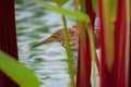 Hungry yellow bittern hunting in the reeds Royalty Free Stock Photo