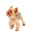 Hungry Yorkshire Terrier Puppy Licking Lips Royalty Free Stock Photo