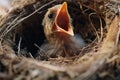 Hungry bird nestling in nest with wide open mouth