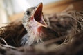 Hungry young bird nestling in nest with wide open mouth