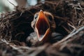 Hungry young bird nestling with wide open mouth
