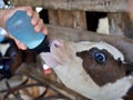 Hungry young cow eating milk from bottle