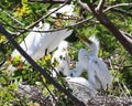 Hungry young Egret chicks in nest Royalty Free Stock Photo