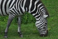 Hungry Zebra