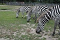 Hungry zebras