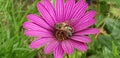 Hunny pink bee Royalty Free Stock Photo