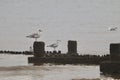 Hunstanton Beach Norfolk low tide summer fun