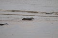 Hunstanton Beach Norfolk low tide summer fun