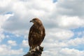 A bird of prey is sitting on a glove on its arm against a clear sky. Flight safety at airports