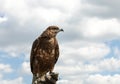 A bird of prey is sitting on a glove on its arm against a clear sky. Flight safety at airports,