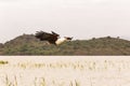 Hunt. Eagle fisher. Lake Baringo. Kenya, Africa Royalty Free Stock Photo