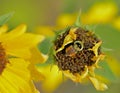 Hunt`s Bumblebee on drying sunflower plant