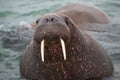 Look into my eys- Haevyweight, big walrus with its tusks on the coast of Svalbard