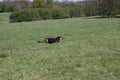 Huntaway dog having a good time in an English meadow