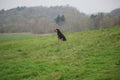 Huntaway dog 5 having a good time in an English meadow