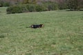 Huntaway dog 4 having a good time in an English meadow