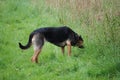 Huntaway dog 7 having a good time in an English meadow