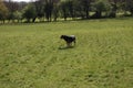 Huntaway dog 13 having a good time in an English meadow