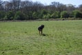 Huntaway dog 12 having a good time in an English meadow
