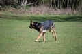 Huntaway dog 9 having a good time in an English meadow