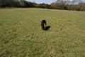Huntaway dog 14 having a good time in an English meadow