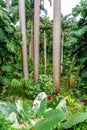 HunteÃÂ´s Botanical Garden on the Caribbean island of Barbados. I