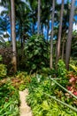 HunteÃÂ´s Botanical Garden on the Caribbean island of Barbados. It is a paradise destination with a white sand beach and turquoiuse