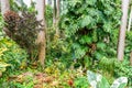 HunteÃÂ´s Botanical Garden on the Caribbean island of Barbados. It is a paradise destination with a white sand beach and turquoiuse