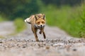 Hunter in action. Red fox, Vulpes vulpes, running on dirt road in meadows and splashing water drops around. Fox with soaked fur