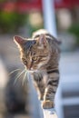 Hunter Cat Prowling on Garden Gate