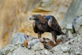 Hunter with caught prey. Golden eagle, Aquila chrysaetos, perched on stones and tears killed red fox. Majestic raptor