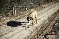 Hunter dog Bloodhounds Royalty Free Stock Photo