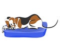 Hunter dog sleeping on blue mattress. Vector color image.