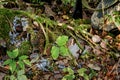 shot grouse fell under branches covered with moss, scattered feathers lie around, hunter with weapon crouched near prey Royalty Free Stock Photo