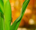 Hunter golden yellow head spider animal on green leaf in thailand. Furry small insect  eight legs Royalty Free Stock Photo