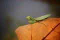 Hunter green mantis sitting on dry leaf for hunting on prey Royalty Free Stock Photo