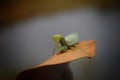 Hunter green mantis sitting on dry leaf for hunting on prey Royalty Free Stock Photo