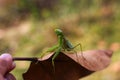 Hunter green mantis sitting on dry leaf for hunting on prey Royalty Free Stock Photo