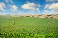 hunter in full swing with his dog rifle on his shoulder in the middle of fields Royalty Free Stock Photo