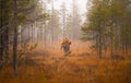 Hunter and his elkhound outdoor - hunting season Royalty Free Stock Photo