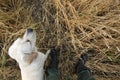 Hunter with labrador dog standing in high grass searching prey. Royalty Free Stock Photo