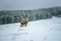 Hunter man dressed in camouflage clothing standing in the winter