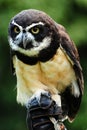 Hunter owl Royalty Free Stock Photo