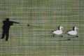 Hunter shoots white ducks flat lay Royalty Free Stock Photo