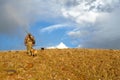 Hunter and tracking dogs in arid sunrise landscape Royalty Free Stock Photo